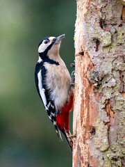 Buntspecht&nbsp;(Dendrocopos major)     1