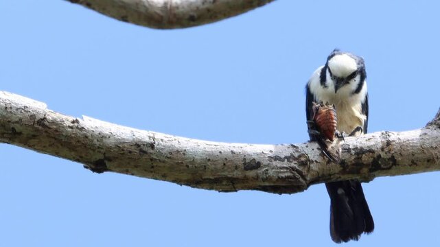 White fronted falconet or Bornean falconet perching in the wild