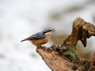 Kleiber (Sitta europaea)