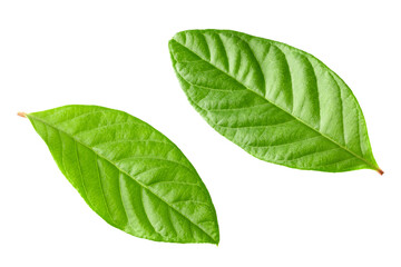 guava green leaves isolated on white background. clipping path