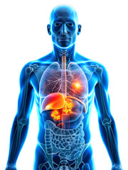 3d rendered illustration of a human body