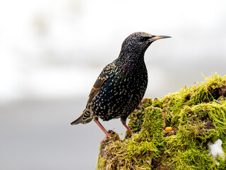  Star (Sturnus vulgaris)