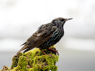  Star (Sturnus vulgaris)