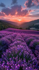 Obraz premium Lavender field with a sunset in the background