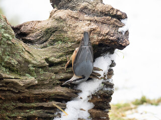 Kleiber (Sitta europaea)