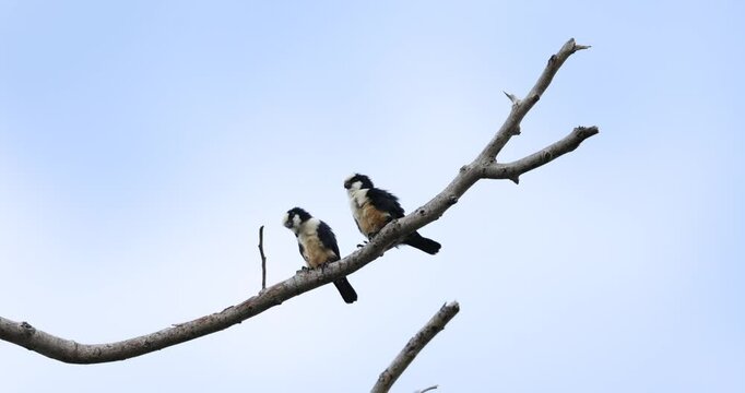 White fronted falconet or Bornean falconet perching in the wild