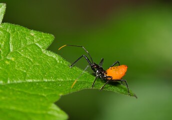 Milkweed assassin bug nymph Zelus longipes insect nature Springtime pest control.