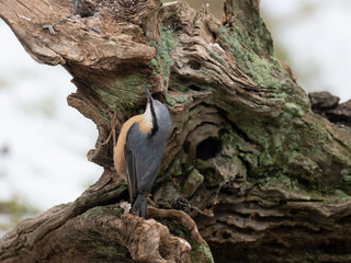 Kleiber (Sitta europaea)