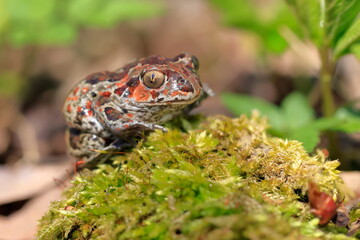 Pelobates fuscus, Czech republic