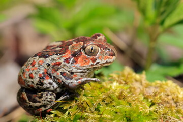 Pelobates fuscus, Czech republic