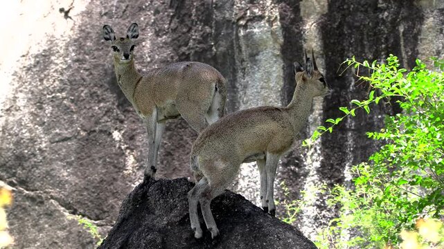 A male and a female dwarf antelope called a Klipspringer, stand on a boulder together in the shade watching around. Kruger National Park.