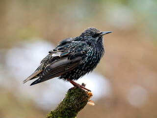  Star (Sturnus vulgaris)