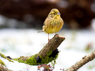 Goldammer (Emberiza citrinella)