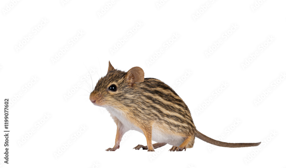 Aufkleber striped grass mouse standing diagonal. looking away from camera. copy space. isolated cutout on a tr