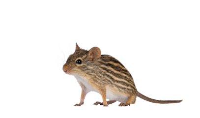 Striped grass mouse standing diagonal. Looking away from camera. Copy space. Isolated cutout on a transparent background.