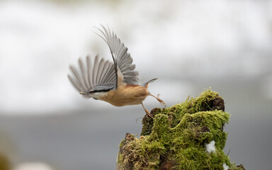 Kleiber (Sitta europaea)