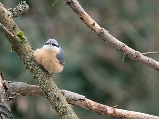 Kleiber (Sitta europaea)