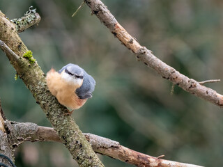 Kleiber (Sitta europaea)
