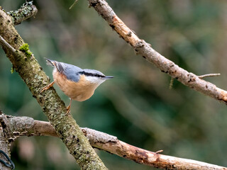 Kleiber (Sitta europaea)