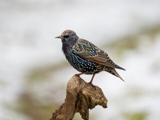  Star (Sturnus vulgaris)