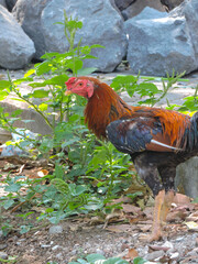a rooster walks outside the room