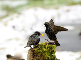  Star (Sturnus vulgaris)