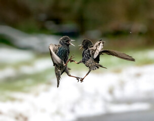 Star (Sturnus vulgaris)