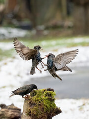  Star (Sturnus vulgaris)