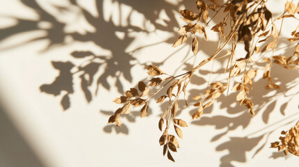 Dry twigs casting shadows on a light-colored wall in sunlight
