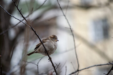 sparrow on a branch