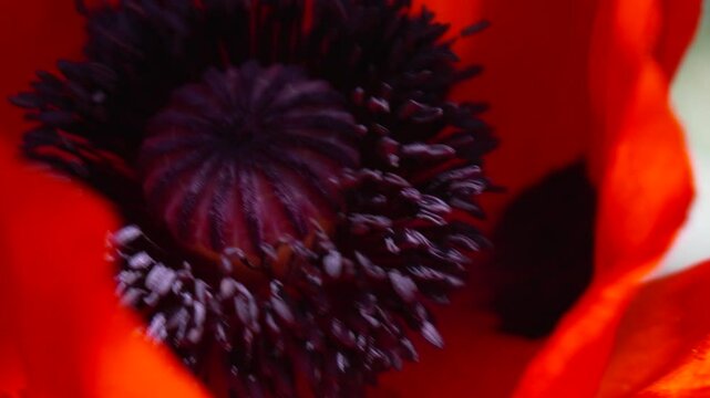 Close-Up of a Poppy's Innermost Depths