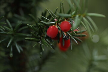 Taxus baccata plant. Red berries on the green branch 