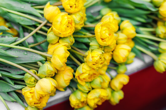 Close-up fresh yellow Dutch Pomponette tulip bouquets vibrant street flower market sale. Lot multicolored tulips bouquets. Floral blooming wholesale retail plant store. Florist service - Powered by Adobe