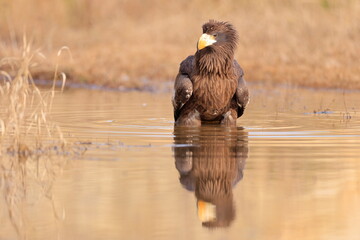 Stelleŕs seaeagle,  Haliaeetus pelagicus, Czech republic