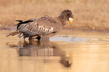 Stelleŕs seaeagle,  Haliaeetus pelagicus, Czech republic