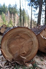 cut logs in the forest