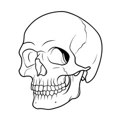 Skull