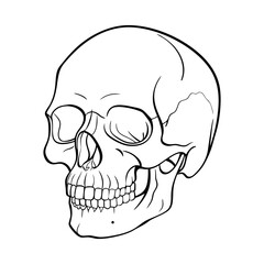 Skull