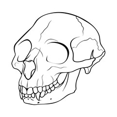Skull
