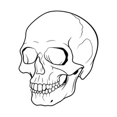 Obraz premium Skull
