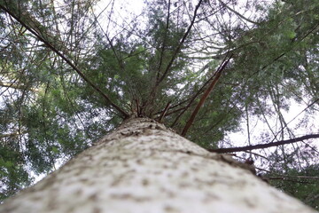 tree in the forest © Alona 