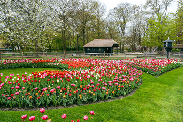 Tulips in full bloom at Keukenhof Flower Garden, surrounded by vibrant flower beds and scenic alleys in The Netherlands, Europe