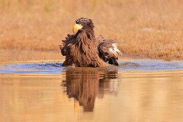 Stelleŕs seaeagle,  Haliaeetus pelagicus, Czech republic