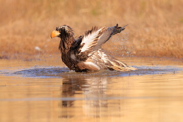 Stelleŕs seaeagle,  Haliaeetus pelagicus, Czech republic