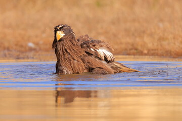Stelleŕs seaeagle,  Haliaeetus pelagicus, Czech republic