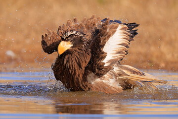 Stelleŕs seaeagle,  Haliaeetus pelagicus, Czech republic