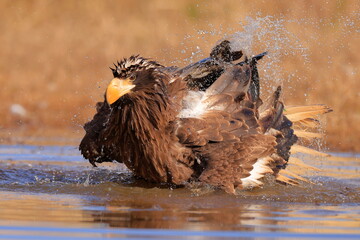 Stelleŕs seaeagle,  Haliaeetus pelagicus, Czech republic