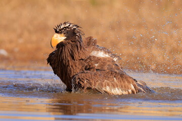 Stelleŕs seaeagle,  Haliaeetus pelagicus, Czech republic