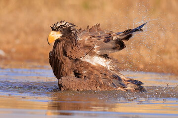 Stelleŕs seaeagle,  Haliaeetus pelagicus, Czech republic