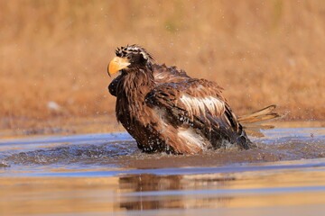 Stelleŕs seaeagle,  Haliaeetus pelagicus, Czech republic